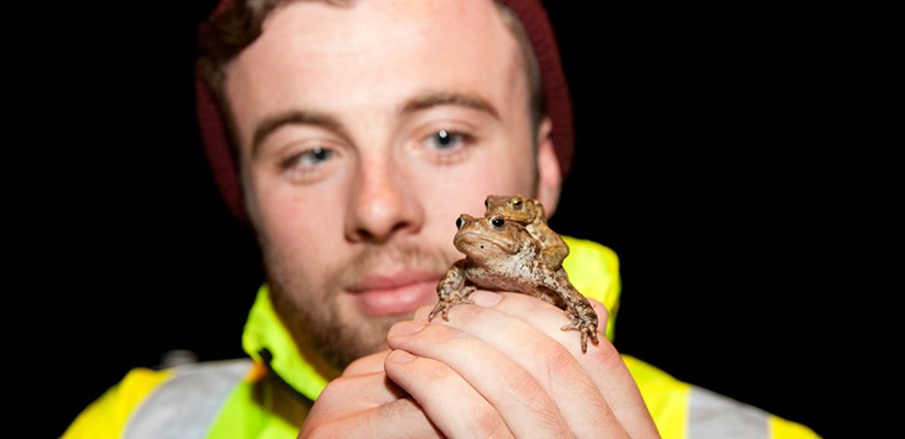 Oxfordshire highways team get toads out of a hole Oxfordshire highways team get toads out of a hole