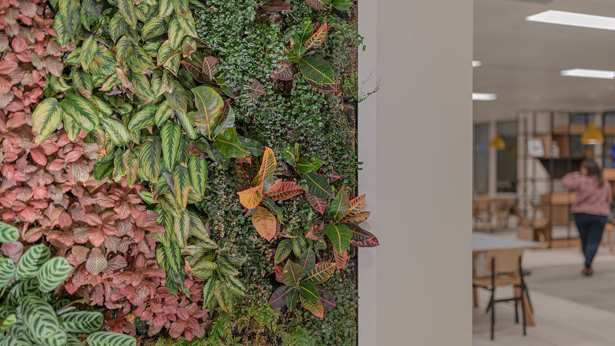 A living wall of plants inside a building